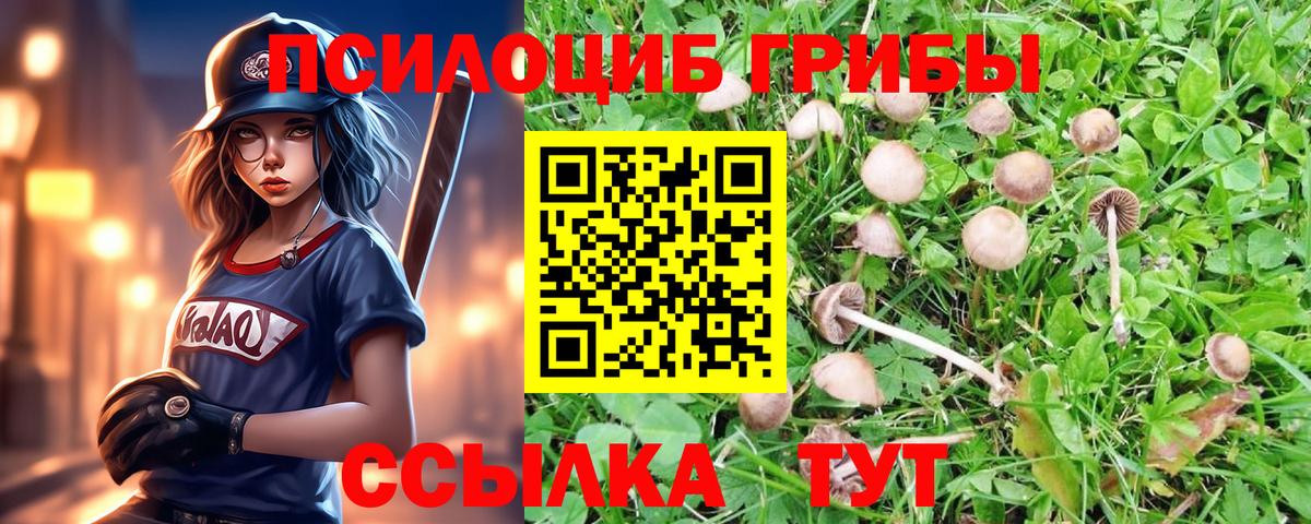 Курчалой  Псилоцибиновые грибы Psilocybe  Вход с VPN 